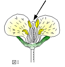 花のつくりとはたらき6